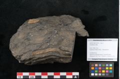 Foto (Objekt + Etikett) von Coniferae indet.  (NHMW-GEO-2024-0188-10319)
